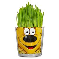 Happy Plant "Львенок"